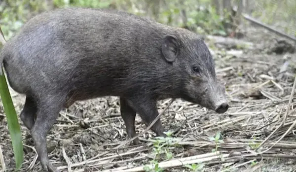 केरल के एक गांव में 31 जंगली सुअर मार गिराए